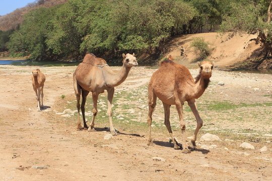 Camelherde Wadi Darbat Salalah Oman