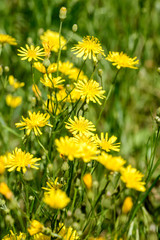 Closeup of hieracium humile in a meadow under the spring sun
