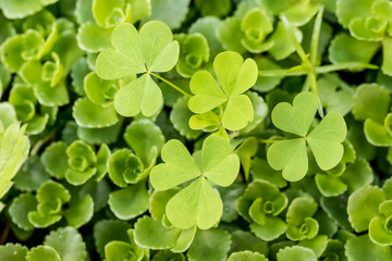 Clover leaves in middle of succulent green stonecrop	