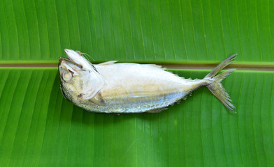 Fresh mackerel