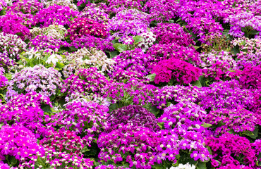 Fototapeta premium Purple cineraria