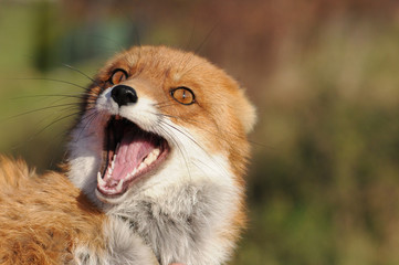 Obraz na płótnie Canvas Red fox female (Vulpes vulpes)