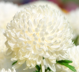 Белая хризантема