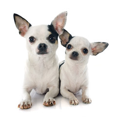 two chihuahuas