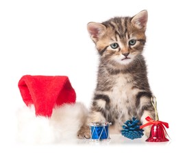 Cute kitten