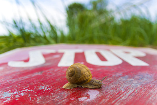 The garden snail and stop traffic sign