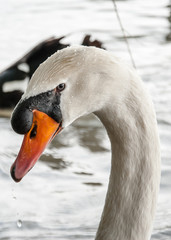 Cygne blanc