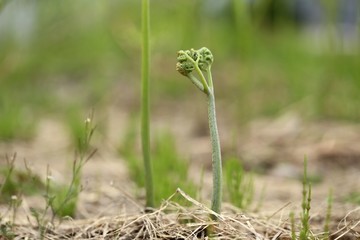 Pteridium aquilinum