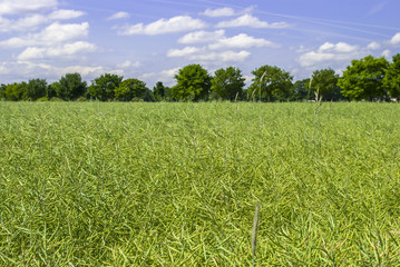 Obraz premium Rapeseed, Trees, Sky