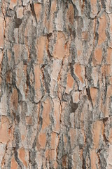 Ecorce de pin seamless