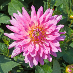 Dahlie