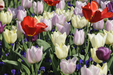 tulpen 15