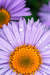 purple daisy