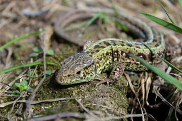 green small lizard