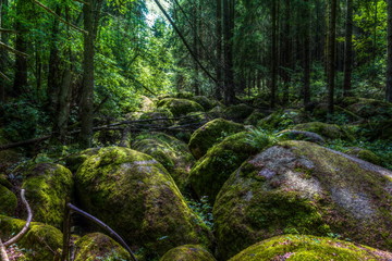 Natural forest I