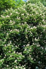Fototapeta na wymiar blossoming flowers of chestnuts