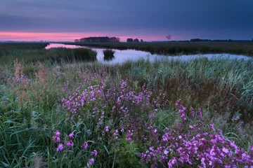 Foto op Canvas sunrise over wildflowers by river © Olha Rohulya