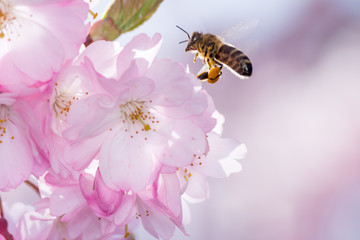 Bee at a Flowering Cherry Tree