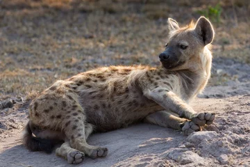  Sleepy hyena lay down on the ground rest in morning sun © Alta Oosthuizen