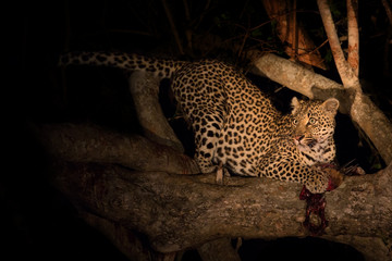 Hungry leopard eat dead prey in tree at night