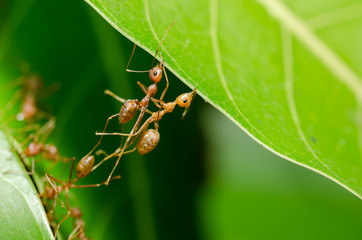 Red ants build home