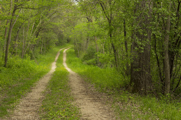 Fototapeta na wymiar Droga w lesie wiosną