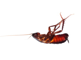 dead cockroach isolated on white