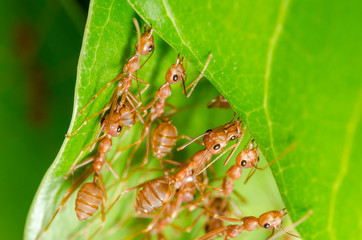 Red ants build home