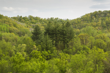 Fototapeta na wymiar Wiosna Drzewa Hill