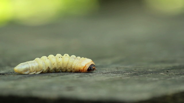 Bark beetle larva.Larvae bark beetle.