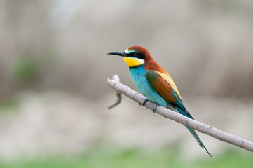 Gruccioni