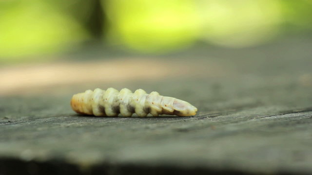 Bark beetle larva.Larvae bark beetle.