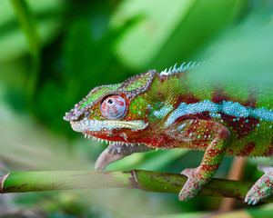 Green chameleon