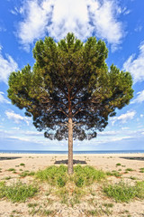 Fototapeta na wymiar alberi al mare