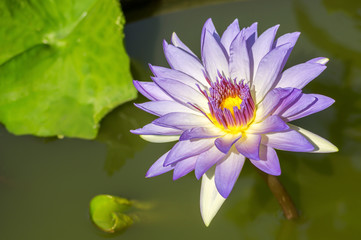 Purple lotus flower with yellow pollen.
