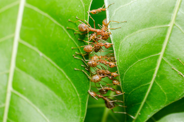 Red ants build home