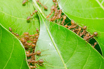 Red ants build home