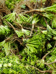 many coriander in thai market