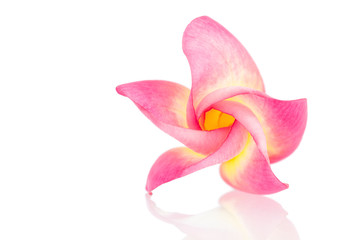 Pink and yellow Plumeria flower on white.