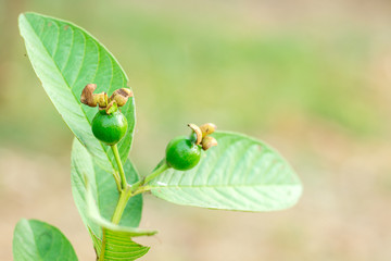 Guava Buds
