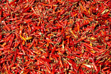 Fototapeta premium background from many dry chili in sun light