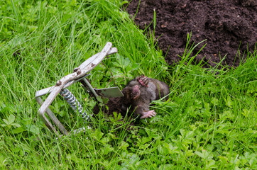 Dead mole caught steel trap lie near mole-hill