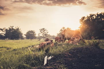 Cow on grass meadow vintage
