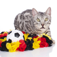 Bengalkatze mit Fußball