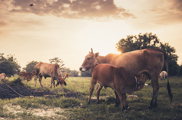 Cow on grass meadow vintage