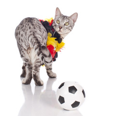 Bengalkatze von hinten mit Fußball