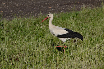 Storch spaziert in der Wiese