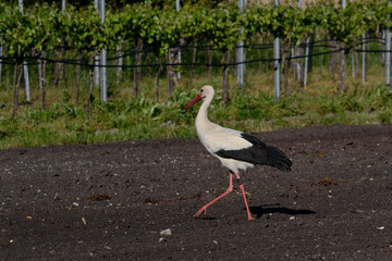 Storch marschiert ueber Acker