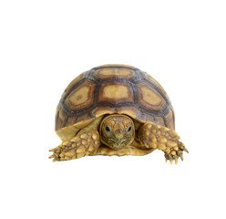 turtle on white background