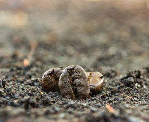 Closeup of coffee beans. Coffee bean on  ground background.